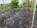 Секреты высадки томатов в суровом климате Западной Сибири