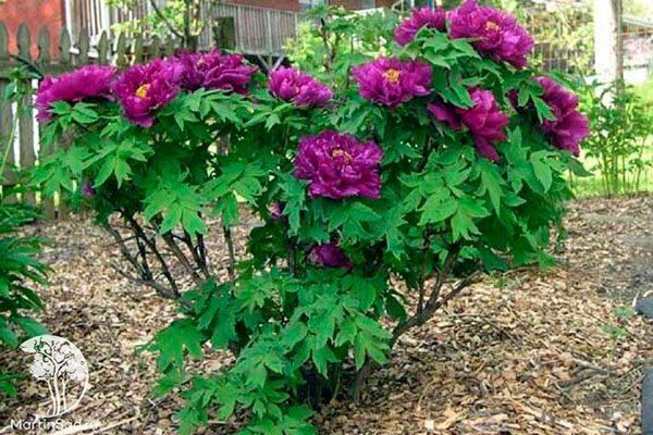 Фиолетовый пион Purple: красота, которая завораживает