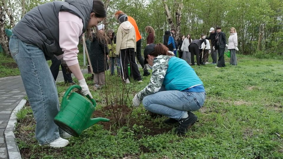 В Вилючинске высадили деревья в память о героях Великой Отечественной войны В Вилючинске высадили деревья в память о героях Великой Отечественной войны