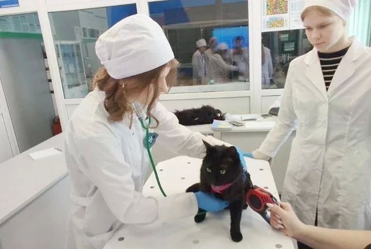 Необычный пациент у камчатских студентов-ветеринаров Необычный пациент у камчатских студентов-ветеринаров