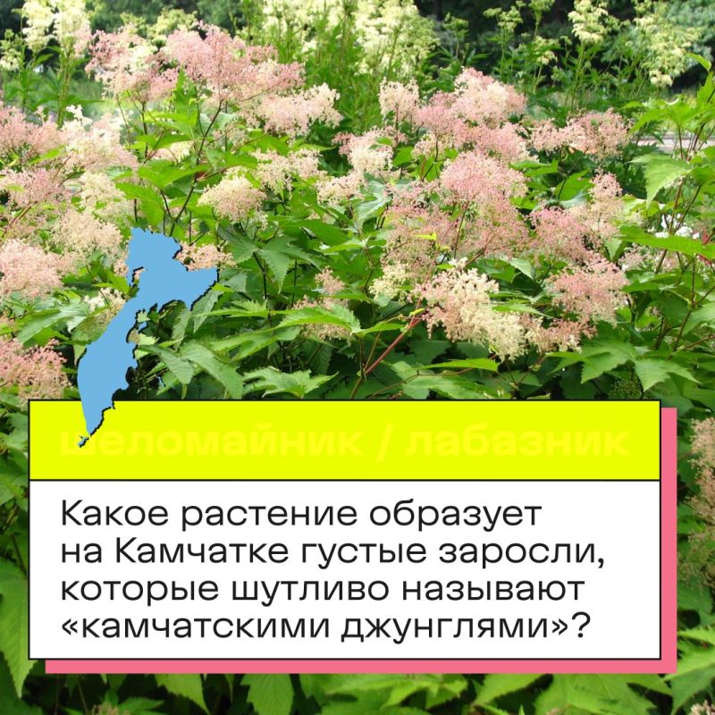 В День Камчатского края мы приготовили для вас небольшую викторину! В День Камчатского края мы приготовили для вас небольшую викторину!