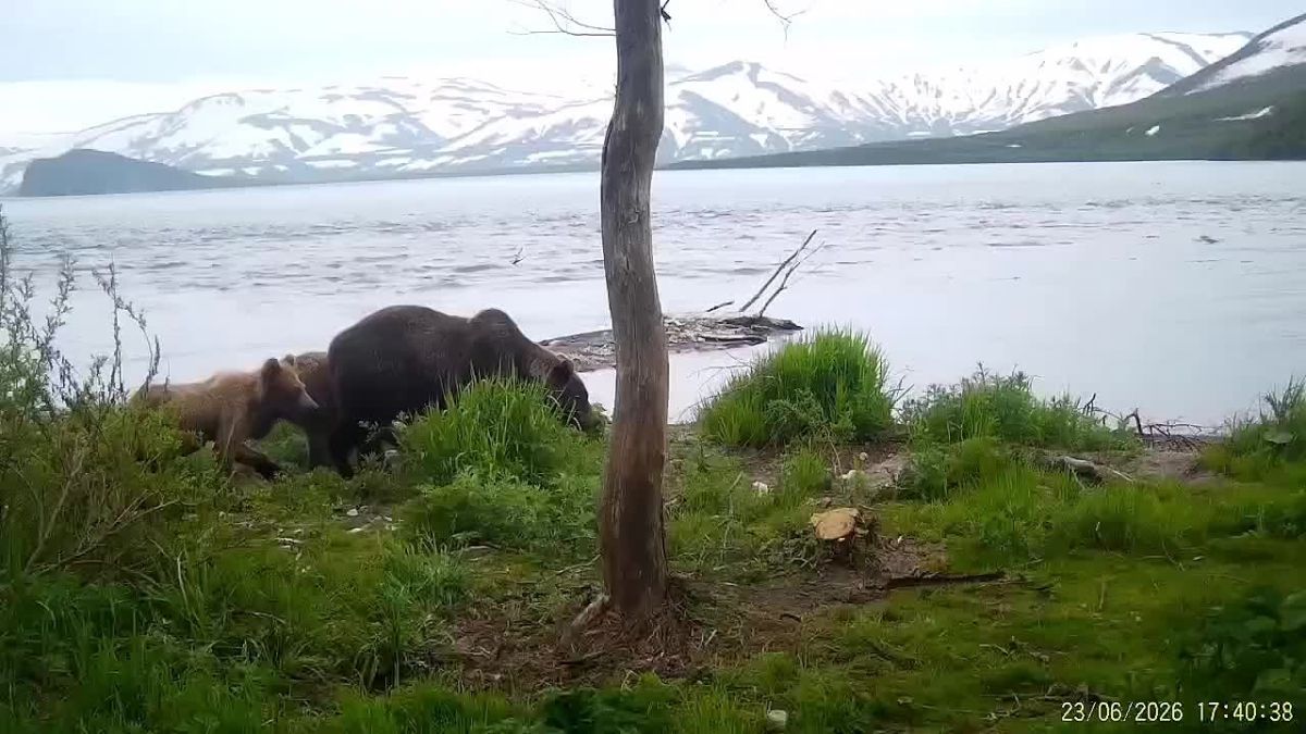 "Медвежья переписка" попала в объектив у Курильского озера на Камчатке Фотоловушка сняла, как медведица и ее дети трутся о маркировочное дерево