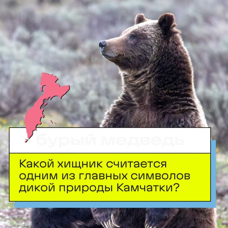 В День Камчатского края мы приготовили для вас небольшую викторину! В День Камчатского края мы приготовили для вас небольшую викторину!