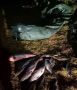 На западе Камчатки усилили борьбу с браконьерами