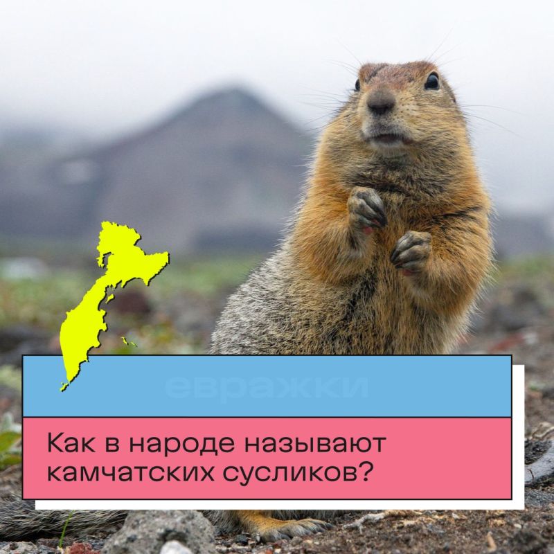 В День Камчатского края мы приготовили для вас небольшую викторину! В День Камчатского края мы приготовили для вас небольшую викторину!