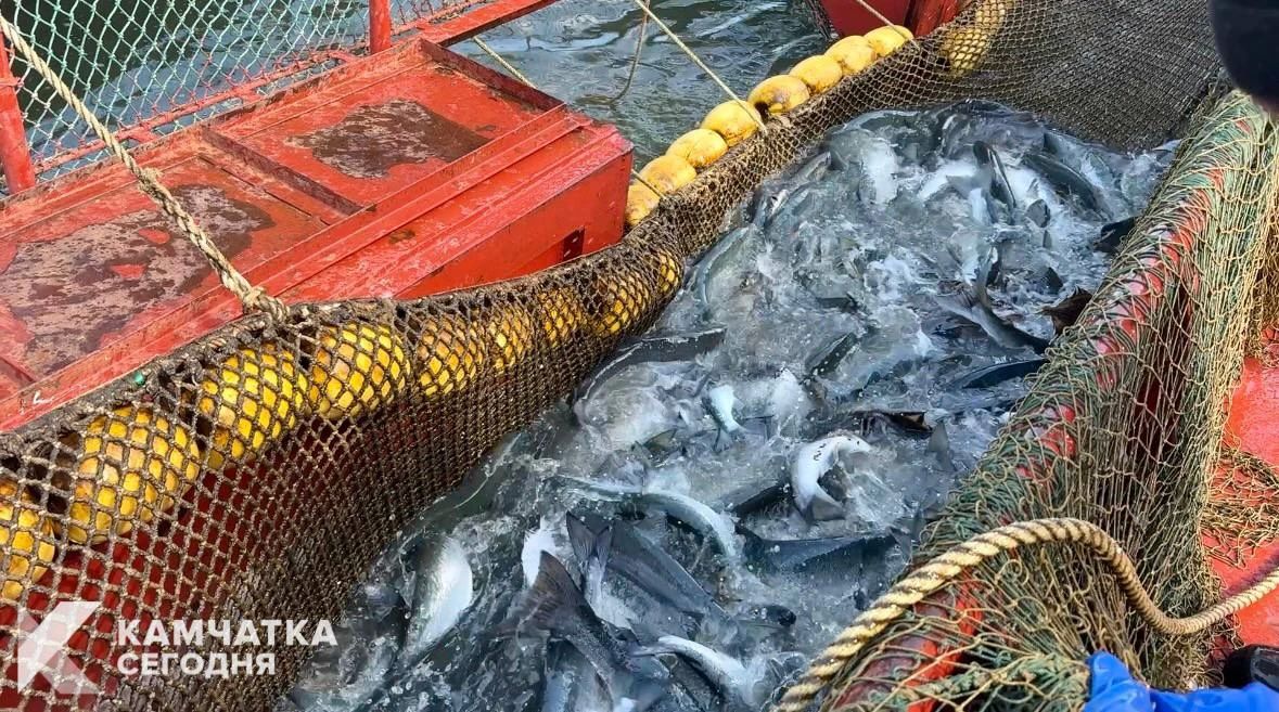 На Камчатке могут усилить ограничения промысла нерки