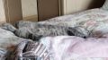 Кот-собака-ниндзя: удивительная жизнь Кассиопеи