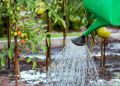 Защита сада от переувлажнения: ключевые моменты