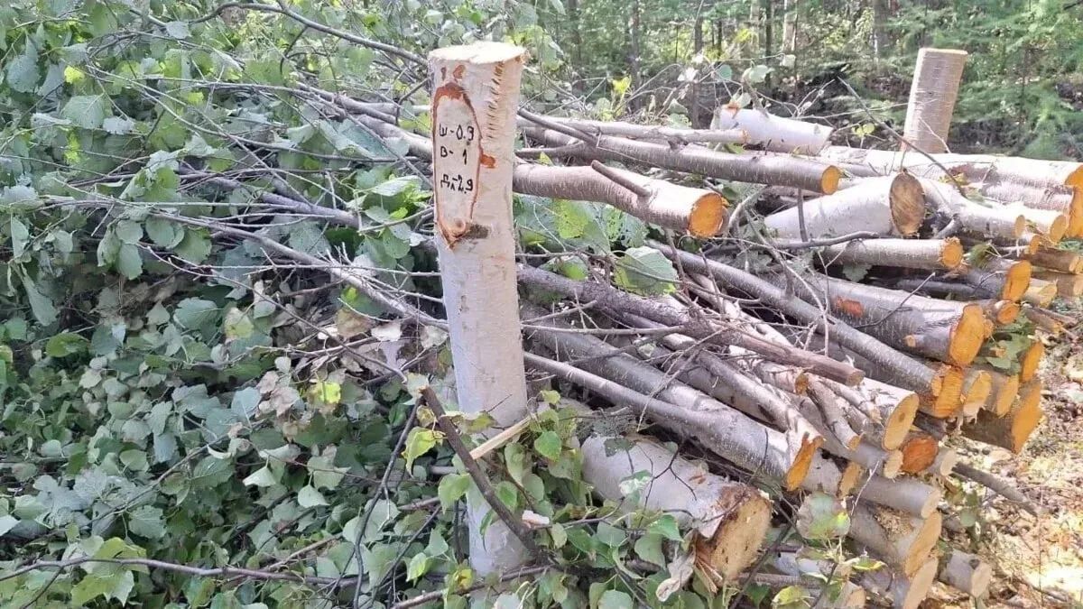 В лесах Камчатки защищают молодые деревья от вредной растительности