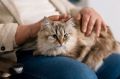 Как жить с кошкой, если есть аллергия: практические рекомендации