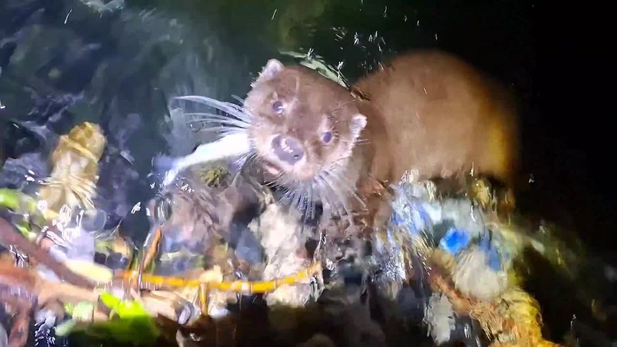 Любопытный «помощник» попал в кадр учёных на Курильском озере
