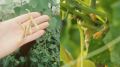 Как яичная скорлупа и кофейная гуща спасли урожай огурцов в жару
