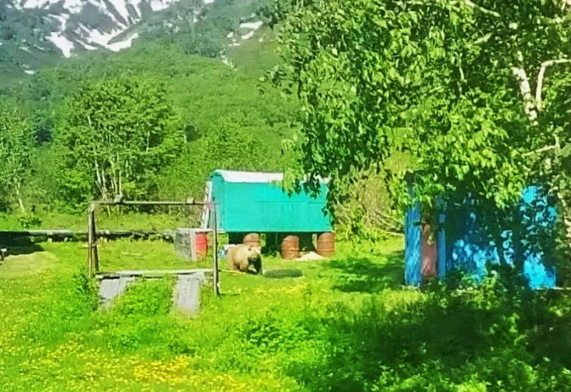 На Карымшинских источниках Камчатки туристы могут нарваться на медведя