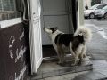 Елизовский округ похвалили за работу с бродячими животными