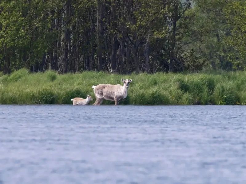 Кроноцкий заповедник закупил новую технику для усиления охраны территорий Кроноцкий заповедник закупил новую технику для усиления охраны территорий