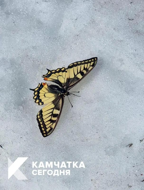 Доброе утро, Камчатка!. Эта бабочка напоминает нам, что какая бы температура не была за окном, в нашей душе всегда может быть солнечно