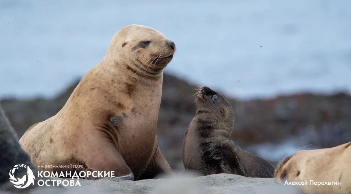 На Командорах — сезон «яслей»: детеныши сивучей и котиков делают первые шаги На Командорах — сезон «яслей»: детеныши сивучей и котиков делают первые шаги