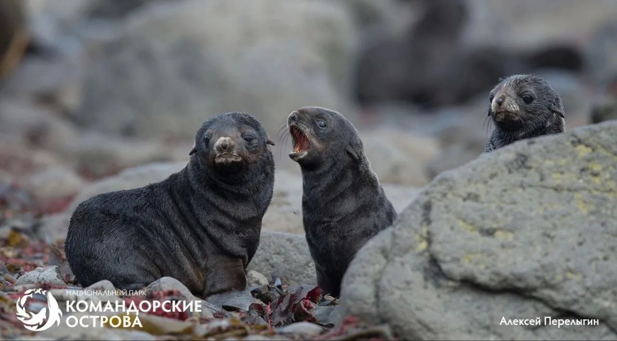 Ясли у океана. На лежбищах Командорских островов сейчас самое шумное время: среди взрослых сивучей и морских котиков копошатся десятки малышей Ясли у океана. На лежбищах Командорских островов сейчас самое шумное время: среди взрослых сивучей и морских котиков копошатся десятки малышей