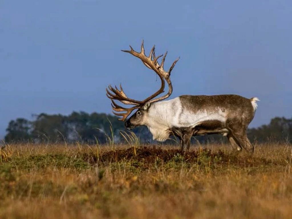 Авиапассажиров на Камчатке встречают и провожают лисицы Кроноцкого заповедника Авиапассажиров на Камчатке встречают и провожают лисицы Кроноцкого заповедника