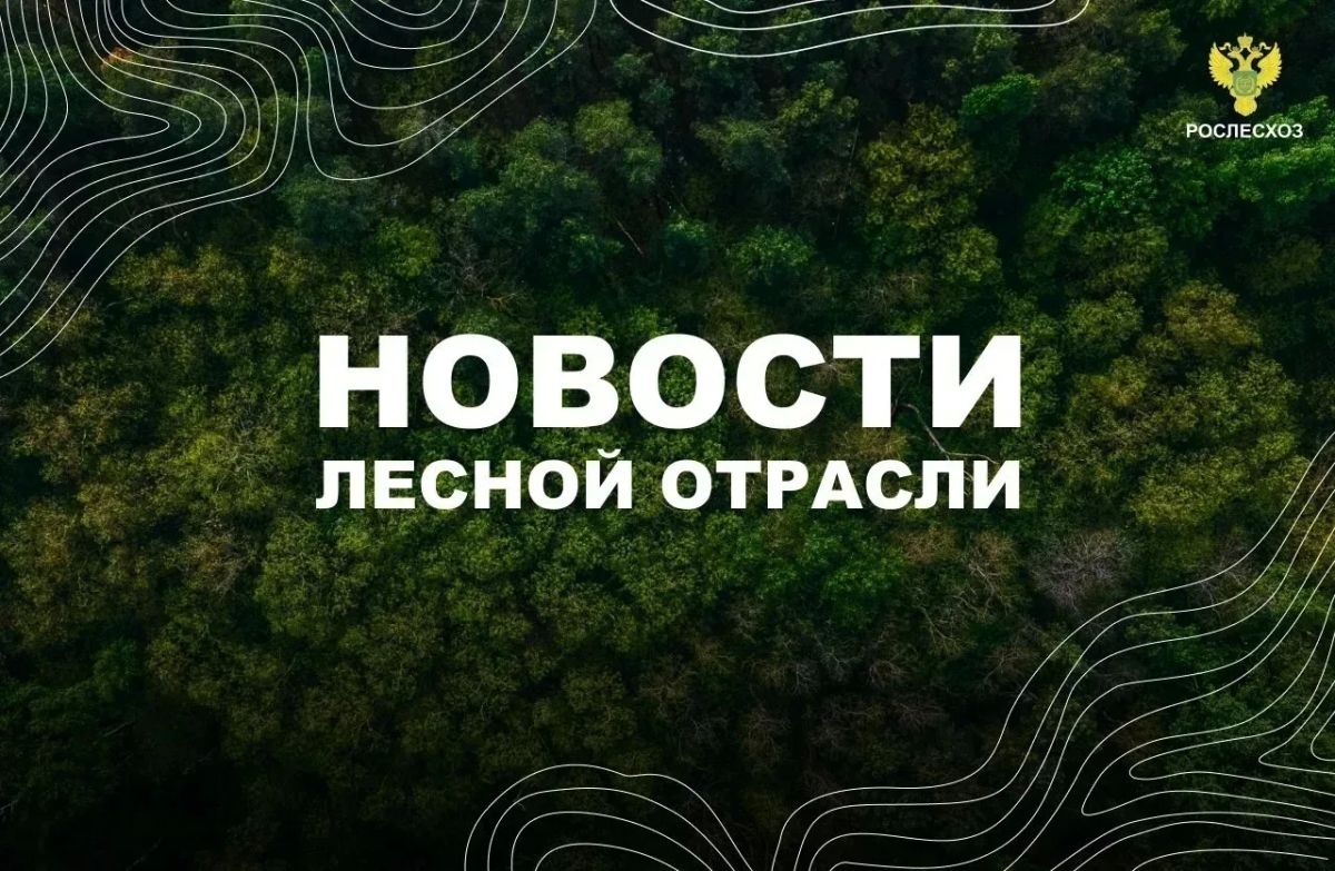 Коммерсант: Госдума приняла законопроект о реформе лесоустройства