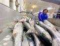 Вылов лососей на Камчатке превысил 20 тысяч тонн