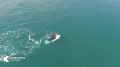День китов и дельфинов — праздник морских гигантов Камчатки