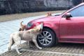 ���������� �������������� �������� ����������� �� ���������� �������� �������