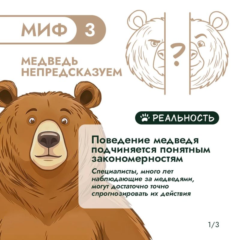 Правда или миф? Проверим, что вы знаете о медведях Правда или миф? Проверим, что вы знаете о медведях