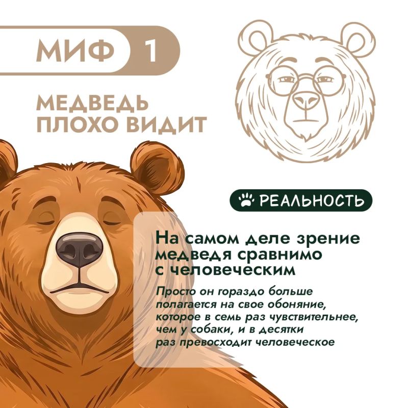 Правда или миф? Проверим, что вы знаете о медведях Правда или миф? Проверим, что вы знаете о медведях