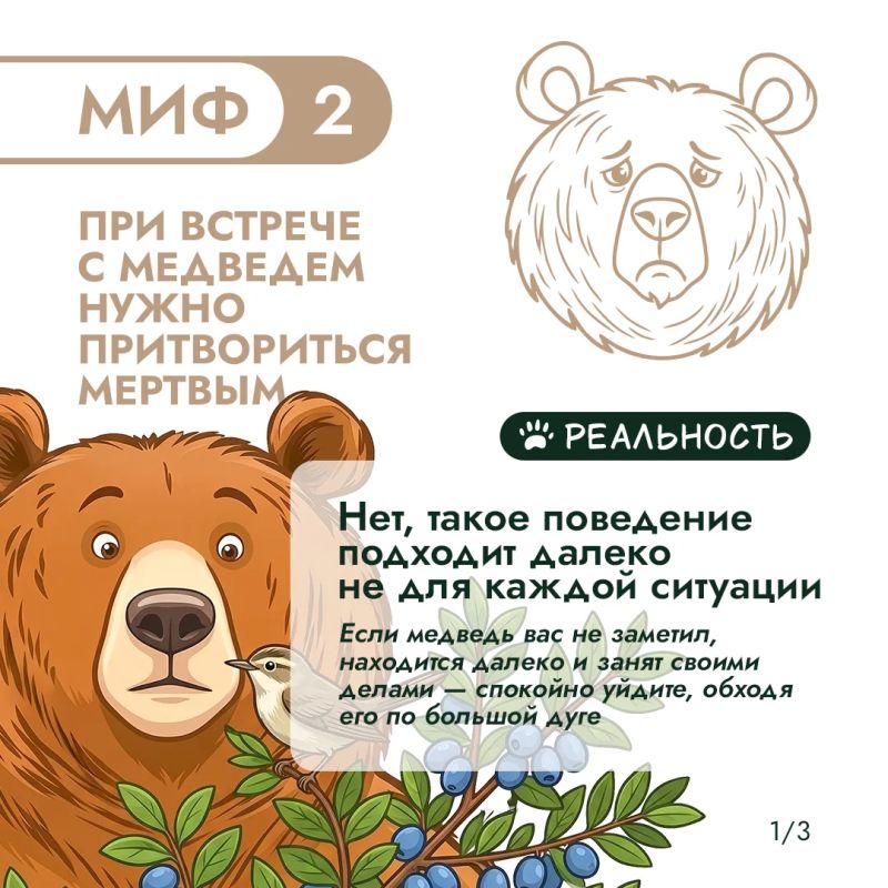 Правда или миф? Проверим, что вы знаете о медведях Правда или миф? Проверим, что вы знаете о медведях