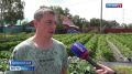 Камчатская клубника созревает позже южной, зато времени набрать вкус у неё больше