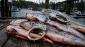 Браконьеры на Камчатке за неделю нанесли природе ущерб на полмиллиона