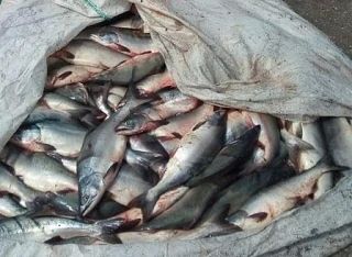 Браконьеры на Камчатке за неделю выловили лосося на полмиллиона рублей