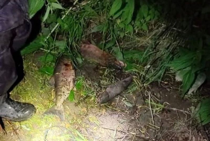 На западном побережье Камчатки поймали браконьеров с тремя хвостами нерки