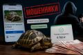 Жительница Камчатки заплатила 6 700 за черепаху, но продавец исчез
