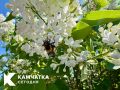 Доброе утро, Камчатка!. Если даже шмель с утра нашёл силы взяться за работу, то и мы как-нибудь справимся