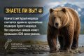 Камчатка онлайн в MAX. Камчатка Онлайн в VK