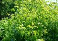 Американский клёнзахватчик сдерживает камчатский ветер и холод