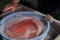 На Камчатке икру тихоокеанского лосося начали закладывать в инкубаторы