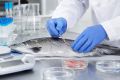 На Камчатке забраковали две партии мороженой рыбы