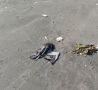 Превышение железа в воде в 2,8 раза: учёные назвали возможную причину гибели птиц