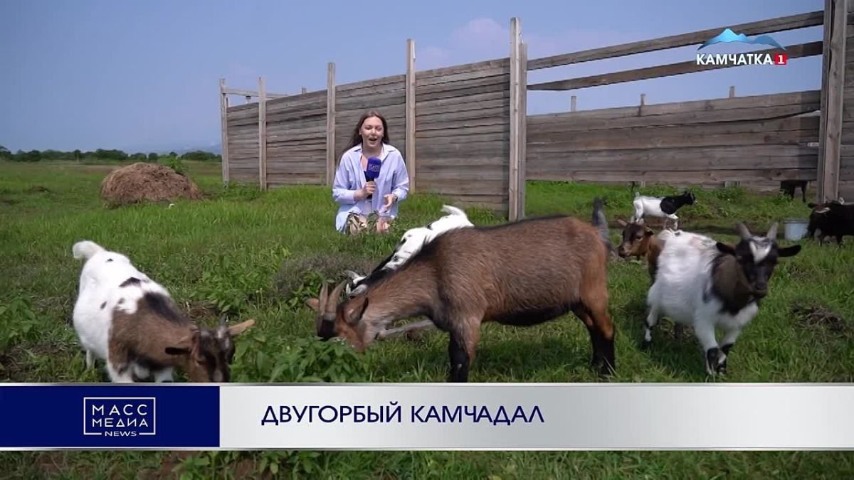 ДВУГОРБЫЙ КАМЧАДАЛ. Маленькое, но историческое событие произошло на Камчатке