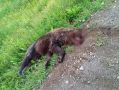 Автобус с вахтовиками сбил медведя у Сокоча