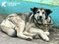 Более 150 бродячих животных отловили с улиц Елизовского округа за два месяца