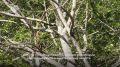 � ������� ������� ������������ ��������������� ������ �������