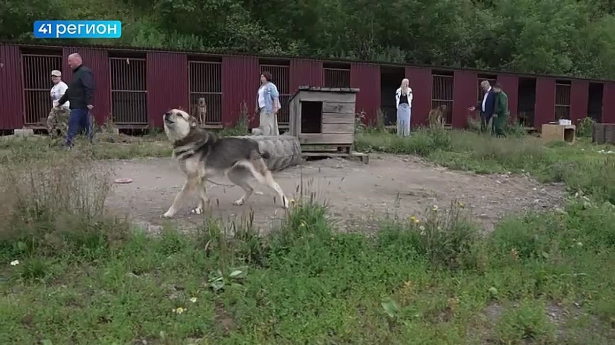 Популяция бездомных собак снизилась на Камчатке – помог в этом, в том числе, приют «Под крылом Кутха»