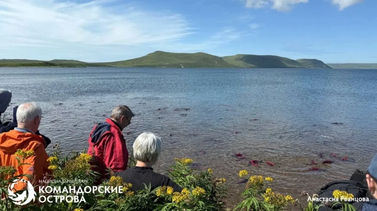 На озере Саранном — грандиозное событие: идёт массовый нерест нерки