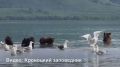 Медведицы с медвежатами вышли на рыбалку на Камчатке