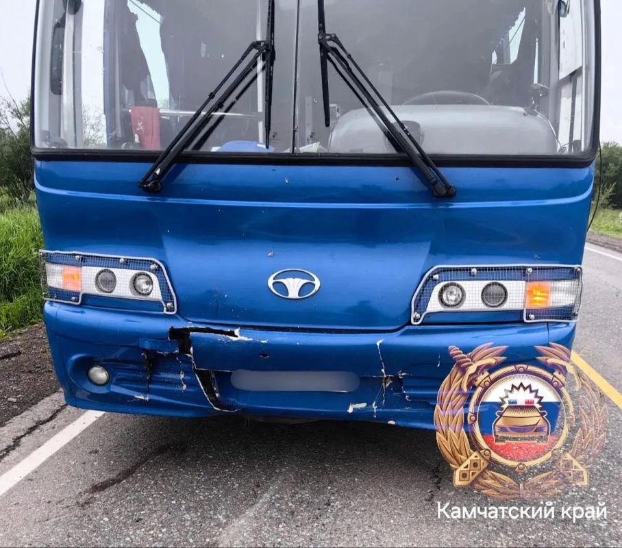 На Камчатке автобус сбил медведя На Камчатке автобус сбил медведя