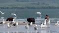 Медведицы привели медвежат на Курильское озеро за неркой
